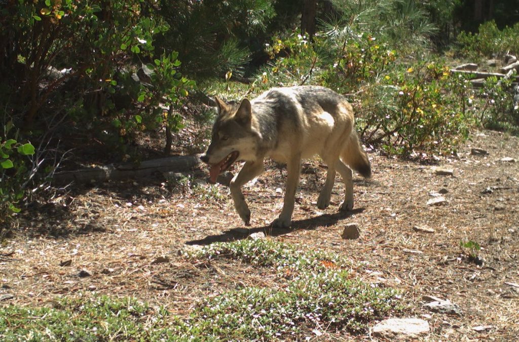 Truckee Police alert community to wolf presence