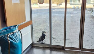 Germany Injured Seabird