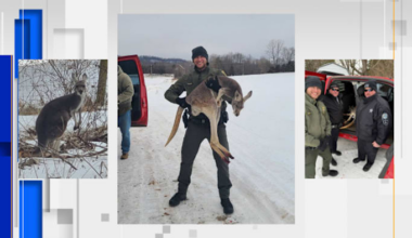 Law enforcement assist injured kangaroo in snowy Nelson County