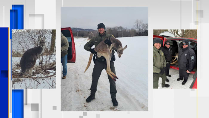 Law enforcement assist injured kangaroo in snowy Nelson County