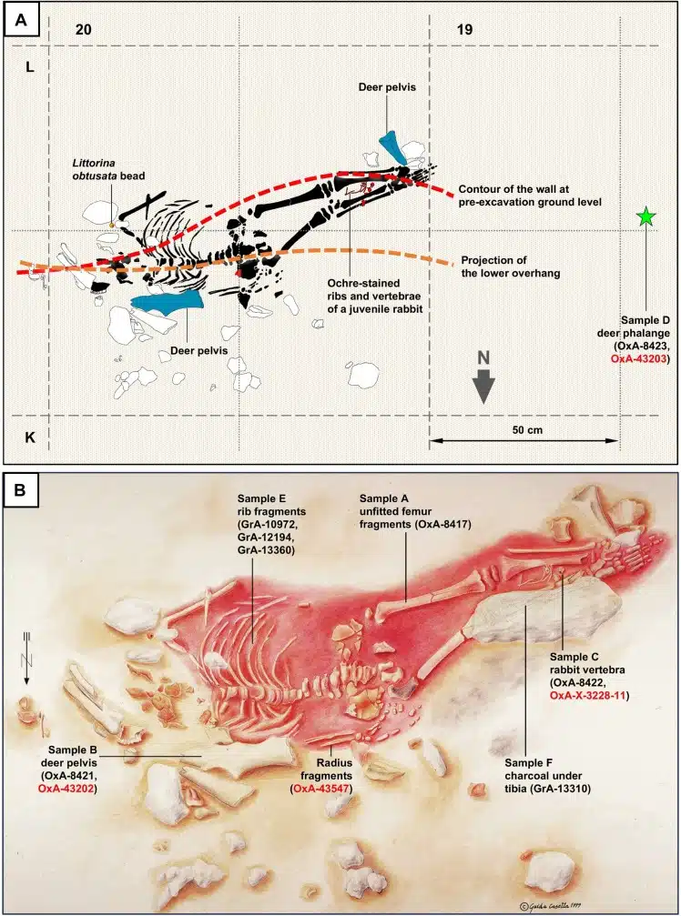 An Illustration Of The Lapedo Child's Skeleton Showing The Location Of Samples And Objects Buried With The Child