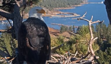 Big Bear Eagles Jackie And Shadow Have Sadly Lost Their Eggs — The Season Remains Uncertain
