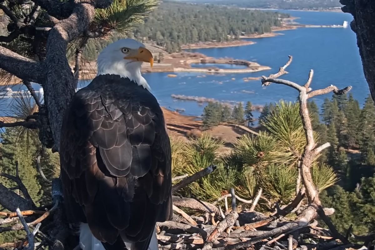 Big Bear Eagles Jackie And Shadow Have Sadly Lost Their Eggs — The Season Remains Uncertain