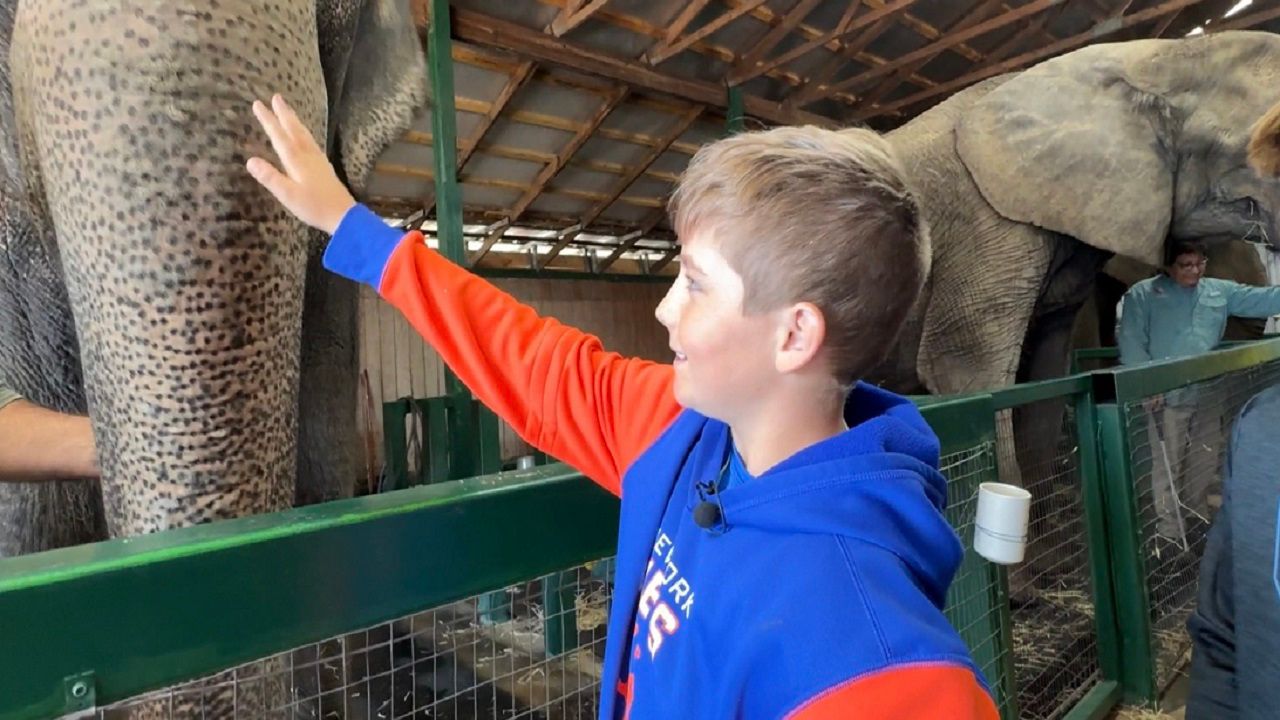 Finley Martin pets an elephant at the Myakka Elephant Rescue. (Julia Hazel/Spectrum News)