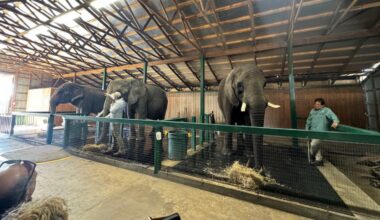 How Myakka Elephant Ranch keeps their elephants warm