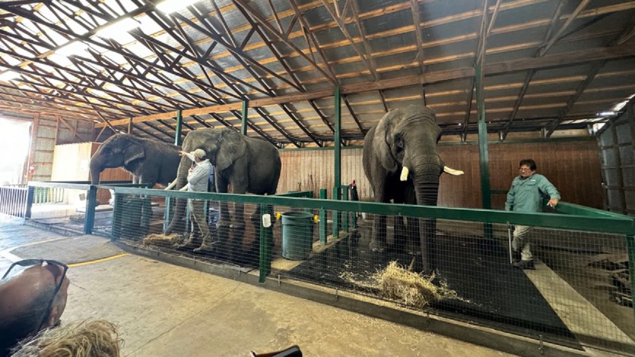How Myakka Elephant Ranch keeps their elephants warm