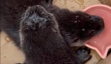 Baby otters rescued from under the hood of car in Scotland