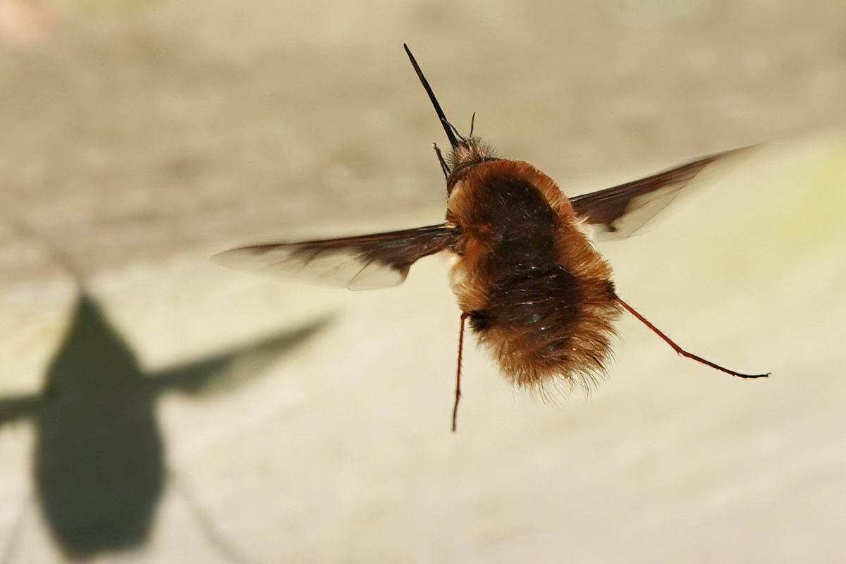 Bee-fly