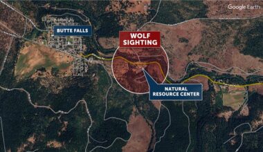 Wolf sighting prompts class cancellation at Butte Falls Charter School