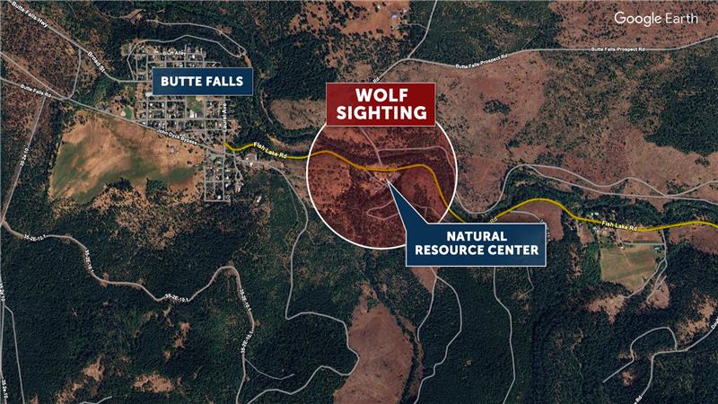 Wolf sighting prompts class cancellation at Butte Falls Charter School