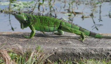 Can you eat Florida’s invasive iguanas? And other questions - Tampa Bay Times