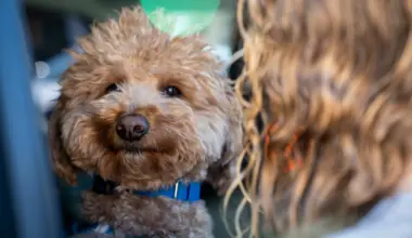 Dog abandoned at airport ticket counter is adopted by responding officer - The Washington Post