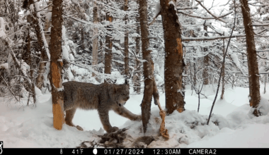 Watch Canada lynx and bobcats in action