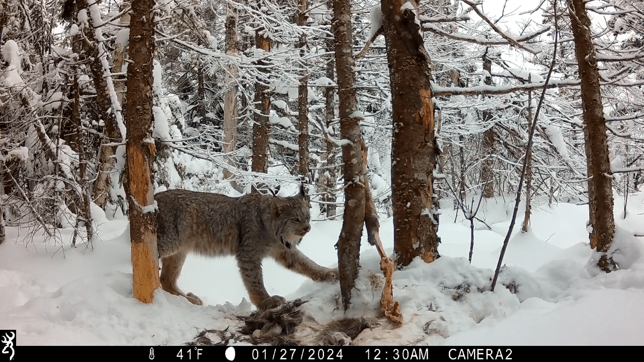 Watch Canada lynx and bobcats in action