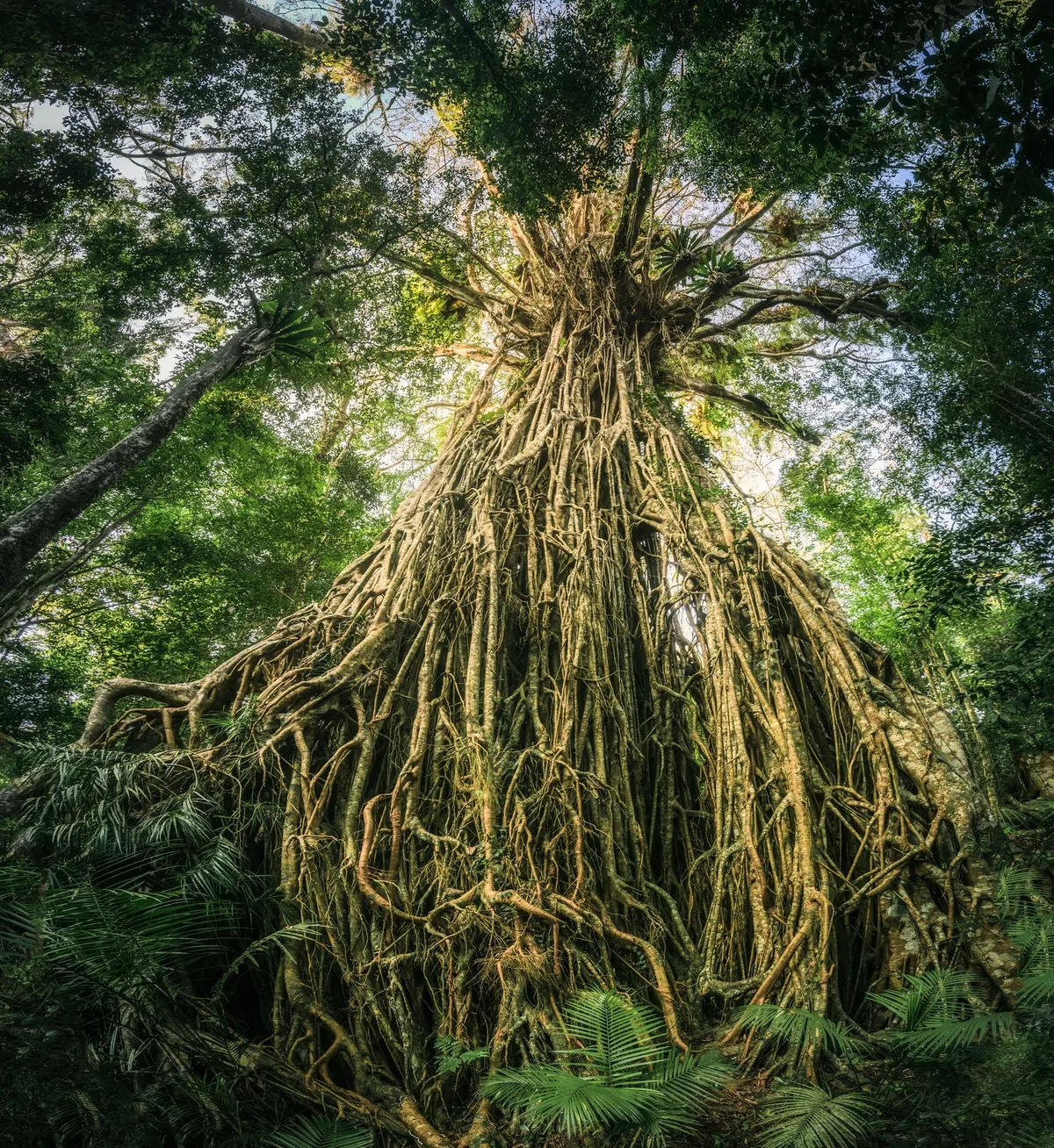 Cathedral Fig Tree in Australia