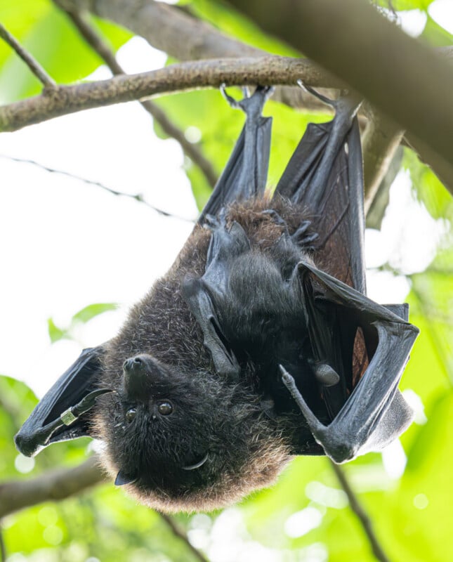 A large bat hangs upside down from a tree branch, with its wings partially wrapped around its furry body. The background is filled with bright green leaves, creating a natural and vibrant setting.
