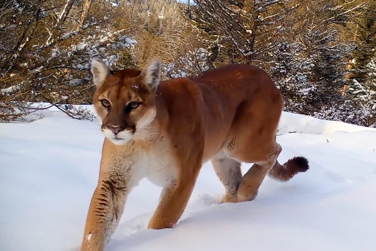 Cougar in Yellowstone