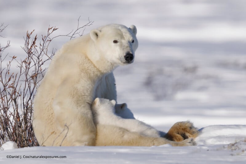 A mother polar bear sits on snowy ground near leafless bushes while her cub nurses, both surrounded by a wintry, snow-covered landscape.