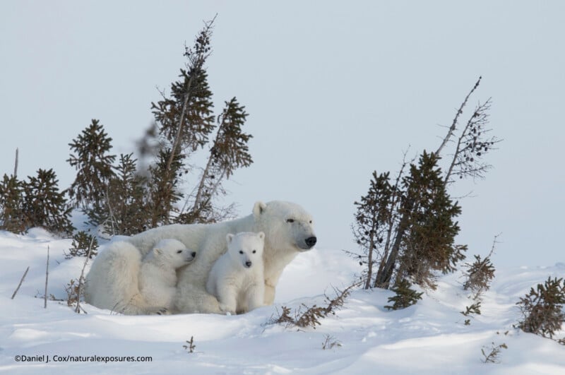 A polar bear with two cubs sits in the snow among sparse, leafless shrubs under a pale sky. The cubs are closely snuggled to the adult.