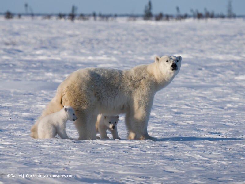A polar bear stands on snowy ground with two small cubs beside her, one nursing and the other looking forward. The background is a flat, icy landscape with a distant treeline under a clear blue sky.