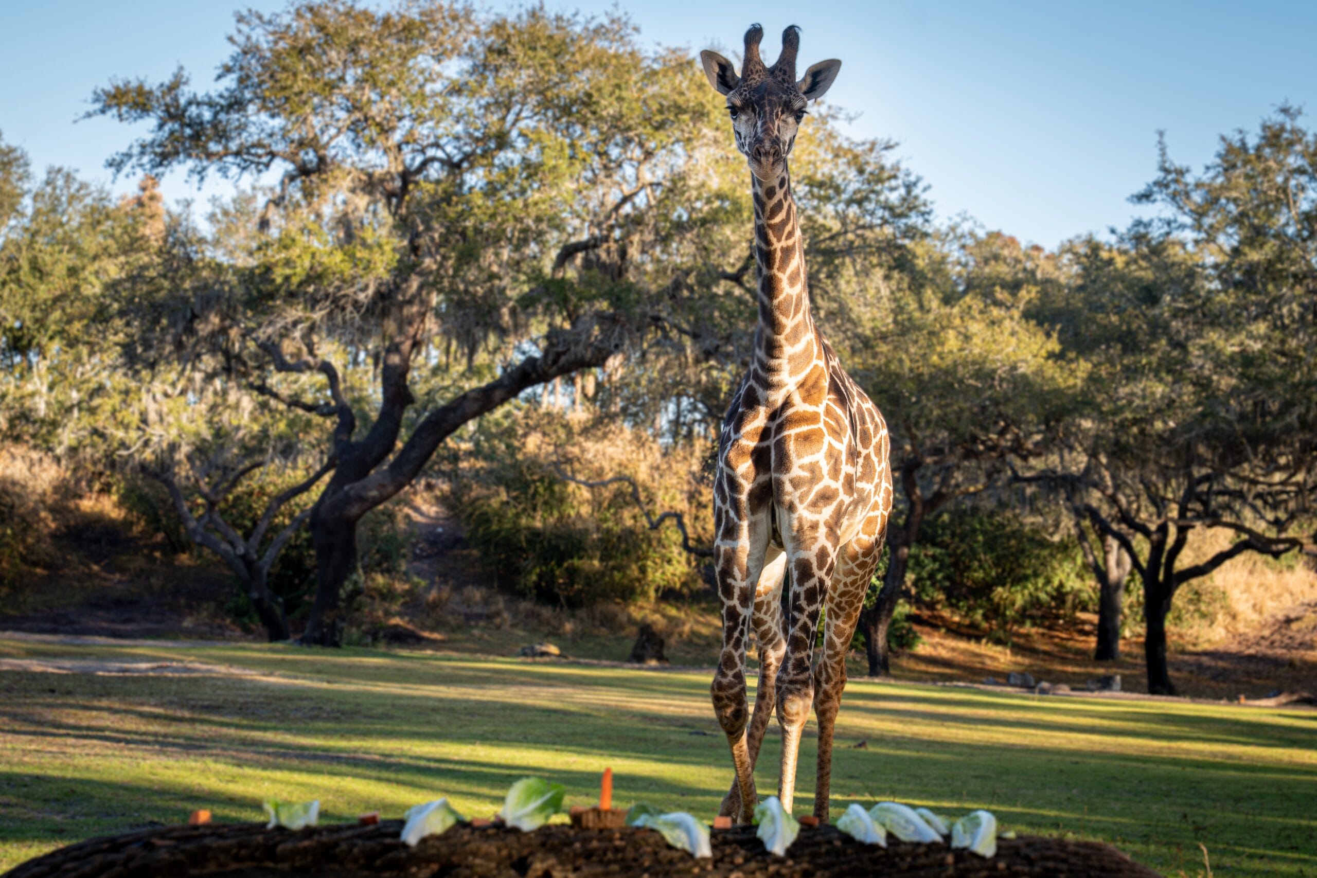 Tucker’s milestone comes as the Disney Conservation Fund (DCF) celebrates 30 years of supporting wildlife and habitat protection. Since 1995, DCF has directed more than $132 million to conservation programs worldwide, helping protect species like giraffes and the ecosystems they depend on.