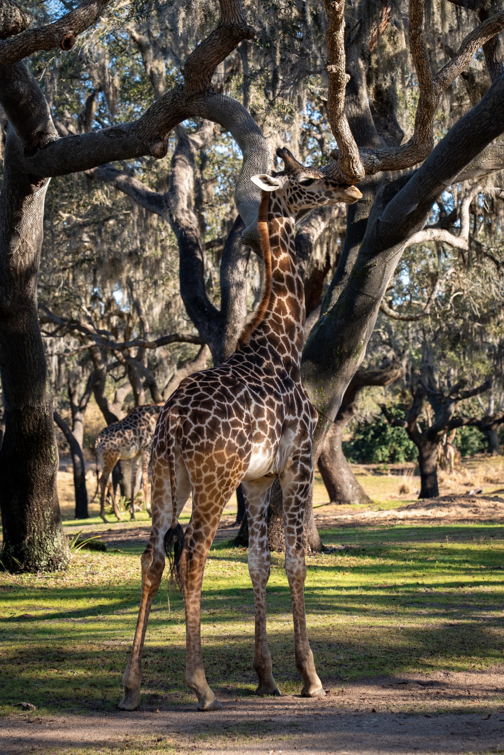 Tucker Celebrates 1st Birthday