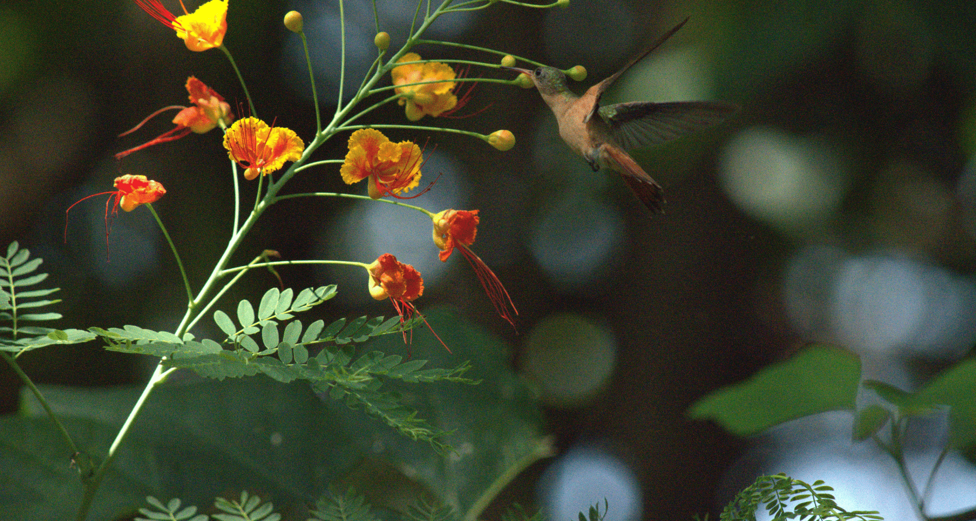 Cinema, Memory and Hope | ReVista