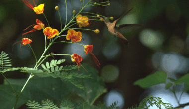 Cinema, Memory and Hope | ReVista