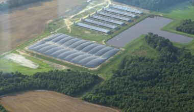 An aerial view of a DM hog farm, one of the farms sending methane gas to the Align RNG processing facility in Turkey, N.C. A digester covers a manure lagoon on the left and the digester waste is sent to the open lagoon on the right. Credit: Kemp Burdette