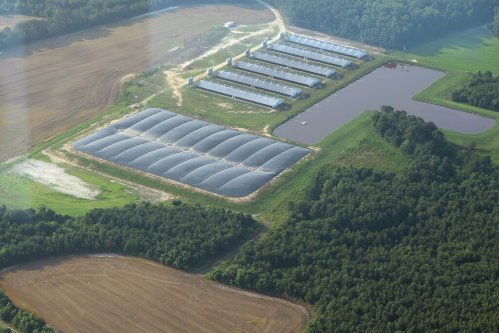 An aerial view of a DM hog farm, one of the farms sending methane gas to the Align RNG processing facility in Turkey, N.C. A digester covers a manure lagoon on the left and the digester waste is sent to the open lagoon on the right. Credit: Kemp Burdette