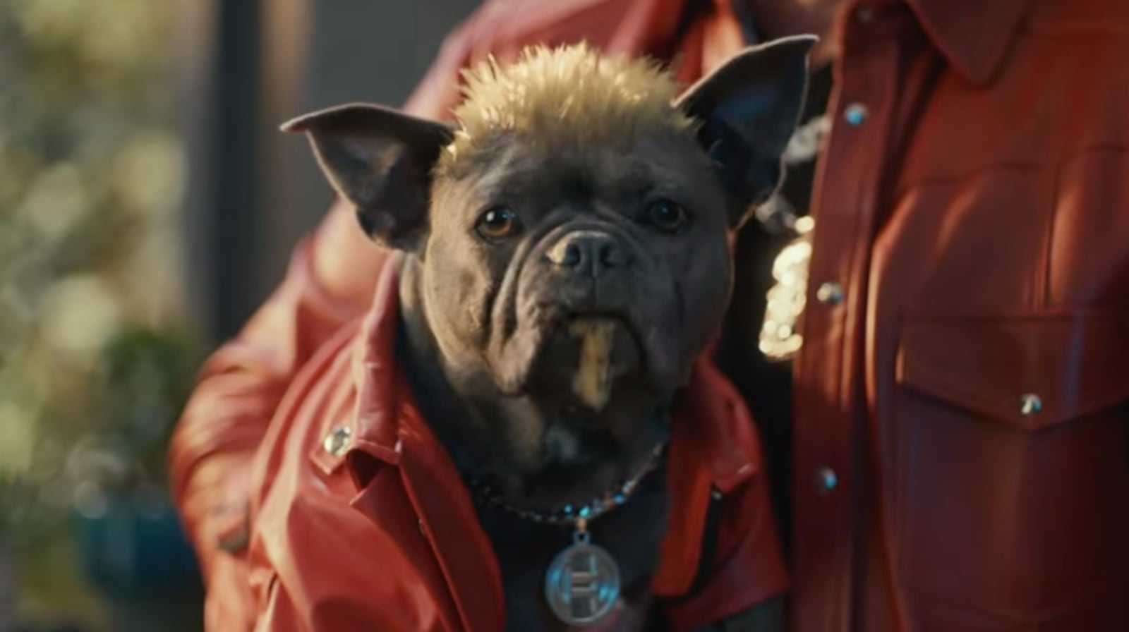 Guy Fieri's dog, Cash, also transformed for the Super Bowl ad.