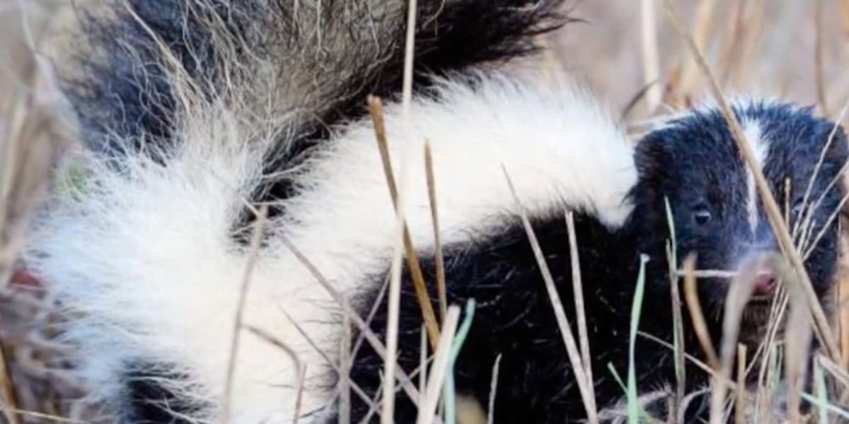 Skunk mating season brings safety reminders for people and pet owners