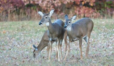 Deer population must be managed to protect ecosystems