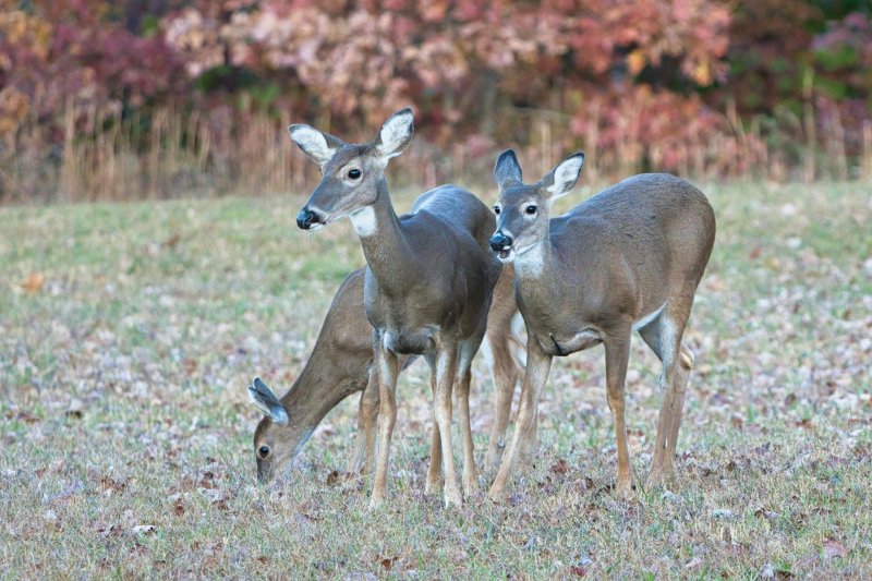 Deer population must be managed to protect ecosystems