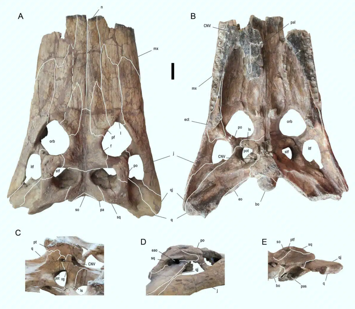 Deinosuchus Schwimmeri Fossilized Skull
