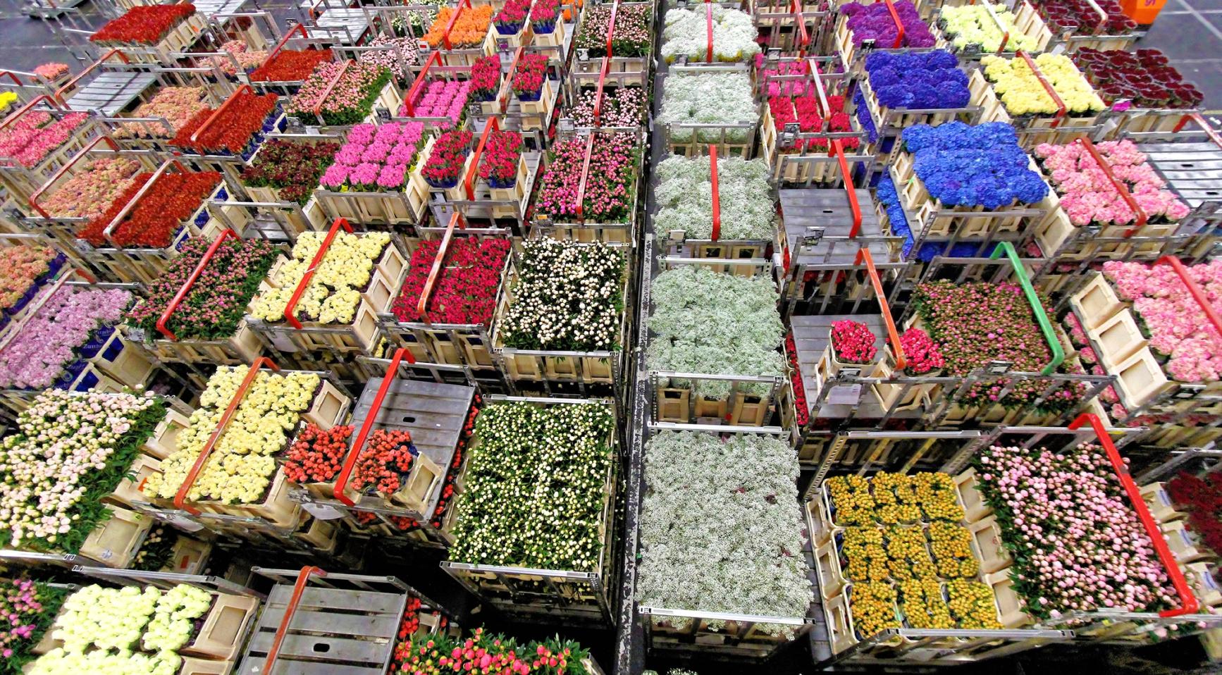 Dutch flower growers massively using banned pesticides