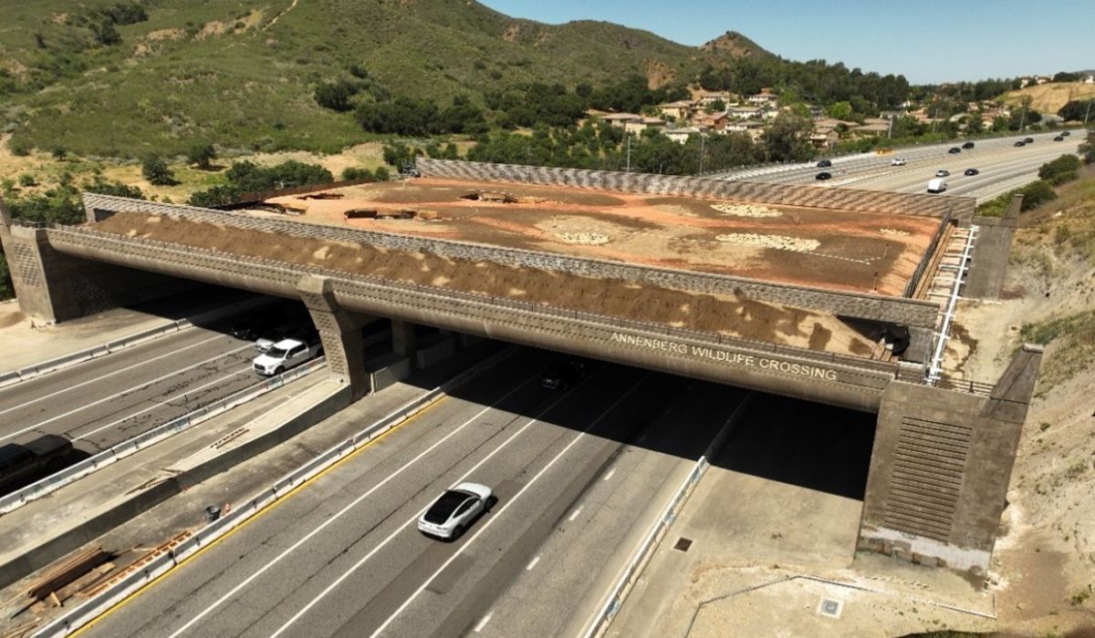 A wildlife bridge over US 101 in California is progressing and promises to reduce roadkill, reconnect habitats, and protect wildlife. (Image: Reproduction/Government of California)