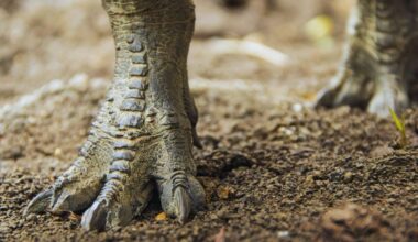 Dinosaurs Were Speed Demons, New Fossil Footprints Prove They Could Sprint Like Athletes!