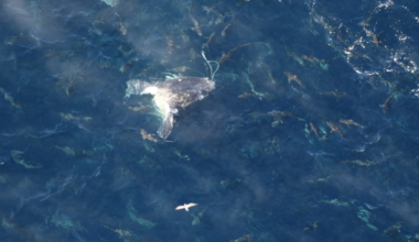 Entangled right whale found dead off North Carolina coast