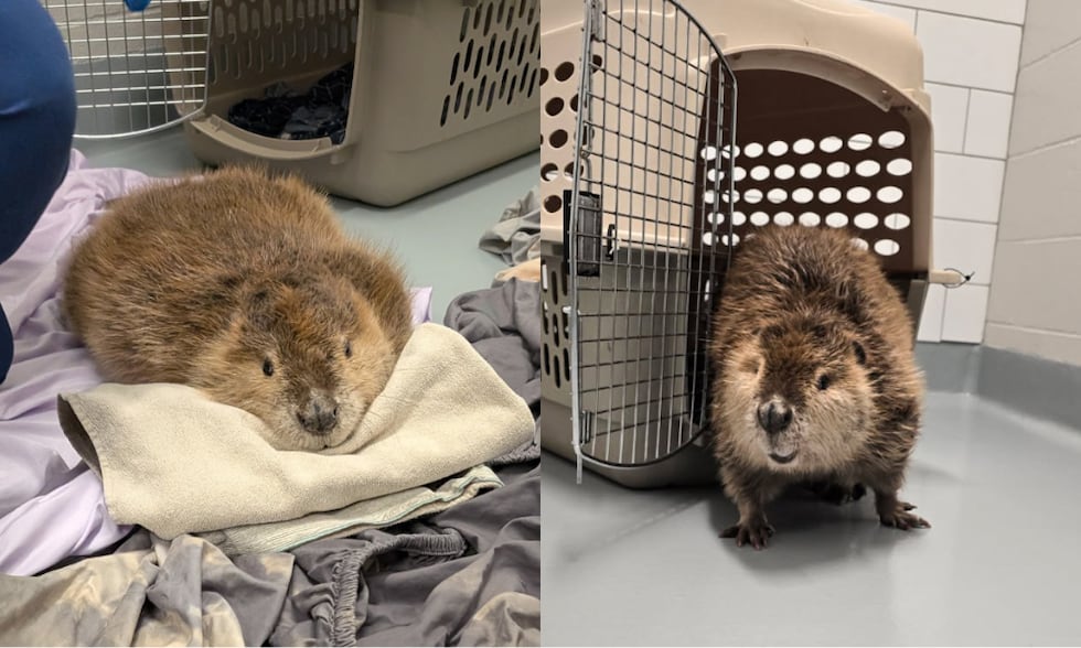 The North American Beaver that was found covered in icicles while limping near a liquor store...