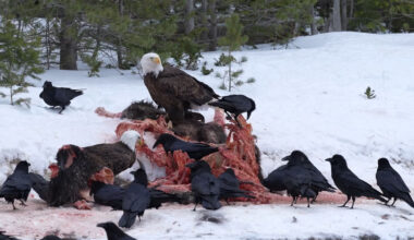 Cowboy State Daily logo