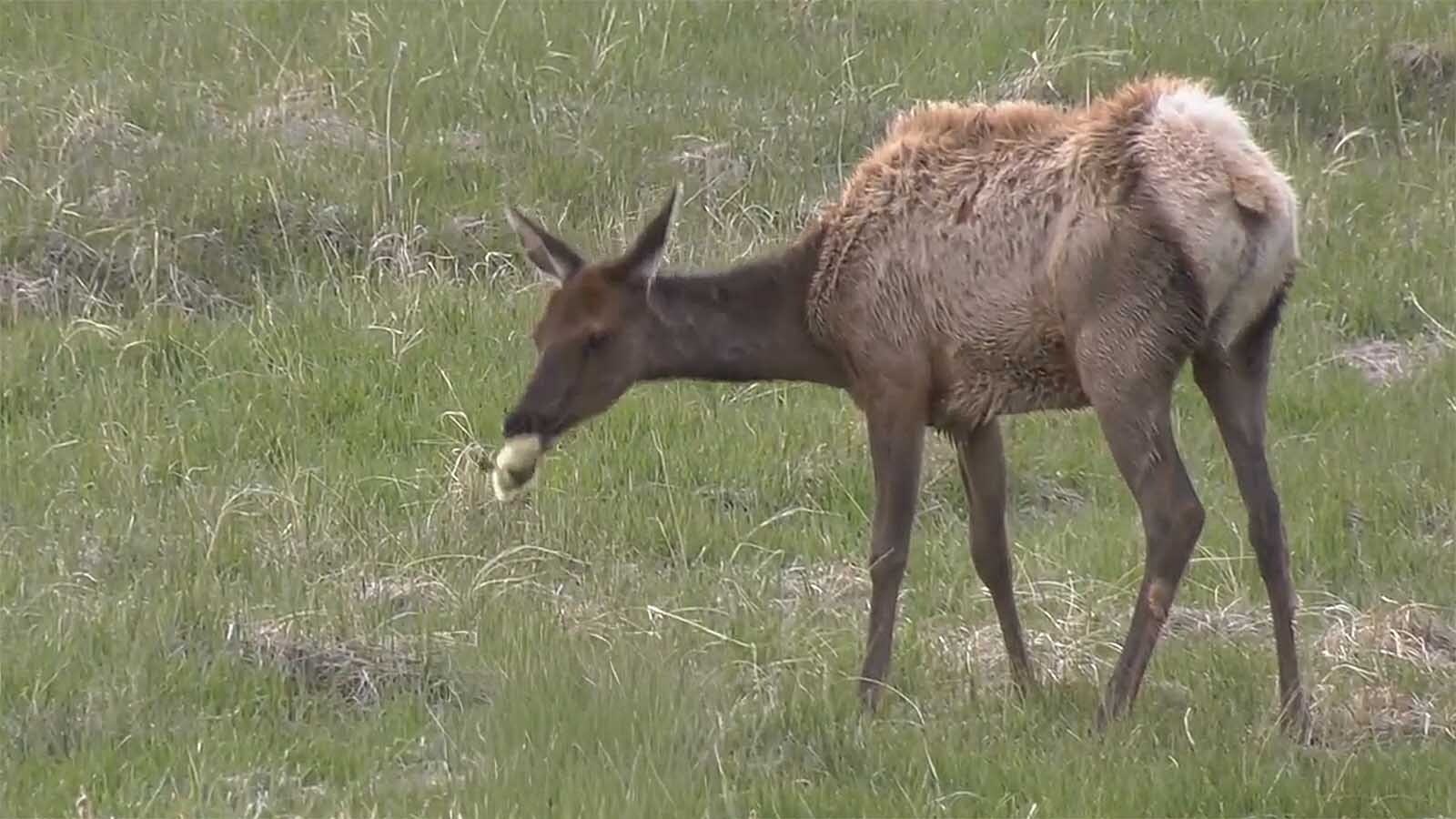 A cow elk pursues Canada goose babies, or goslings, and finally catches and eats one, in this video taken in Estes Park, Colorado.