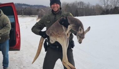 Look: Escaped kangaroo blocks traffic on Virginia road