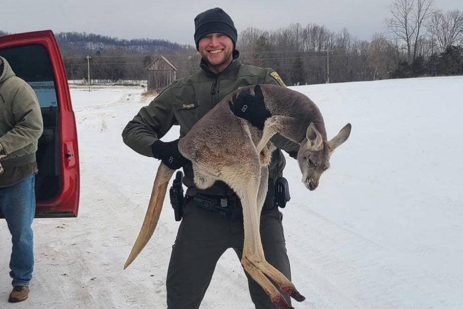 Look: Escaped kangaroo blocks traffic on Virginia road