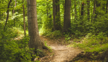 Wildlife reduction operation planned at Origin Park in Clarksville