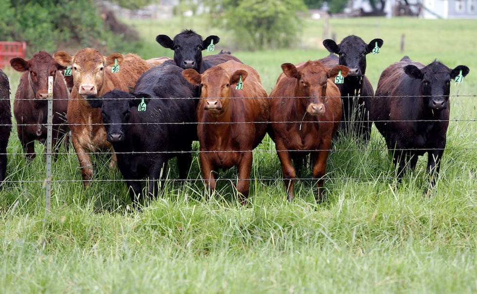 FILE - Grass-fed cattle at Kookoolan Farm in Yamhill, Ore., Thursday, April 23, 2015.