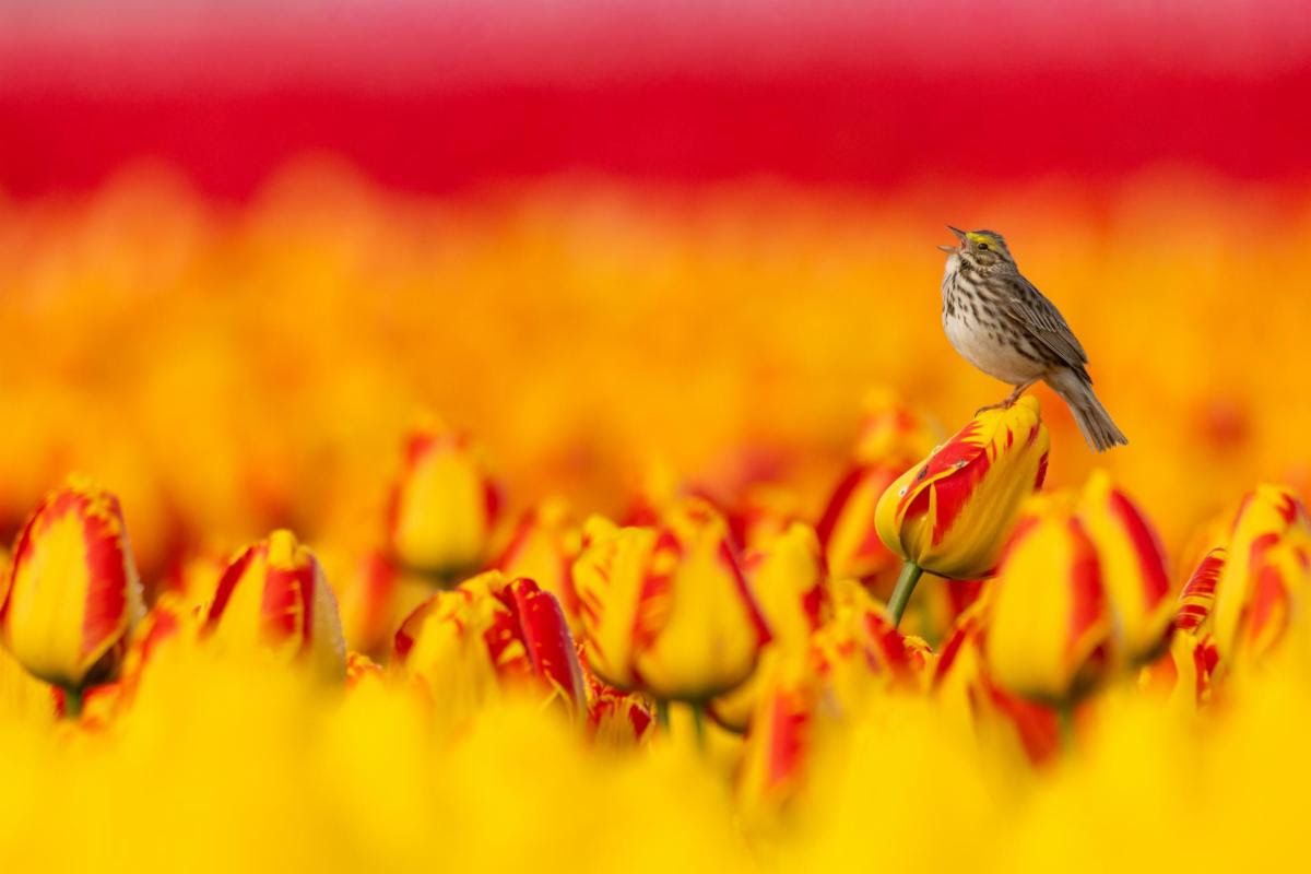 A small bird perches on a red and yellow tulip amidst a vibrant field of blooming tulips, singing in the warm sunlight