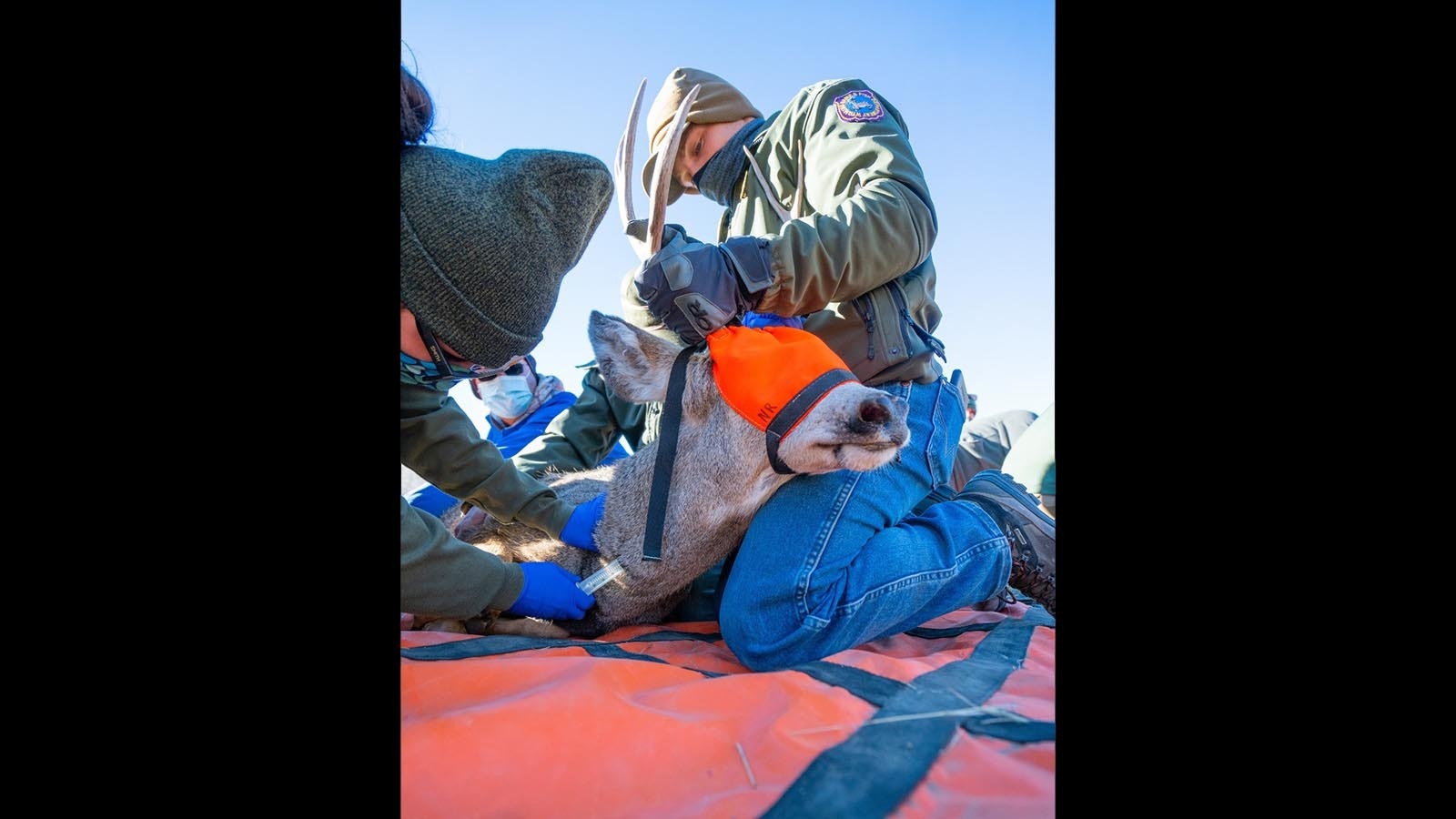 During the winter, the Wyoming Game and Fish contracts with helicopter companies and pilots to capture and transport bighorn sheep and animals for research.