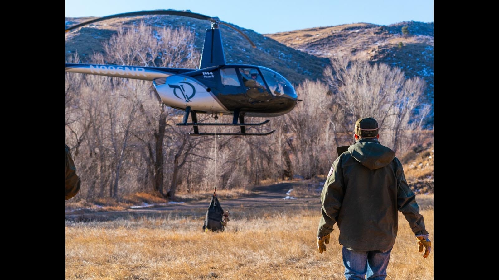 During the winter, the Wyoming Game and Fish contracts with helicopter companies and pilots to capture and transport bighorn sheep and animals for research.