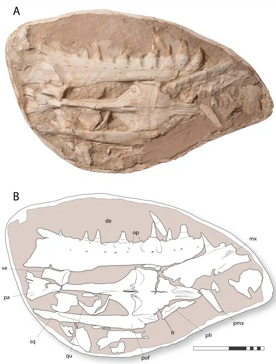 Fossil Skull Of Khinjaria Acuta With Anatomical Reconstruction.